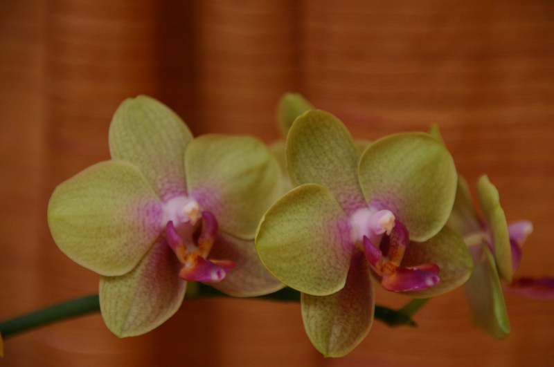 orchid.jpg